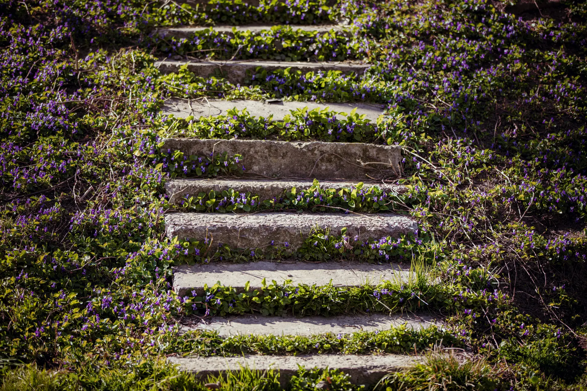 Steps and Stairways - Examples of Hard Landscaping Services
