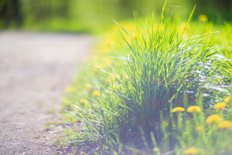 Artificial Grass Ayrshire And South-west Scotland
