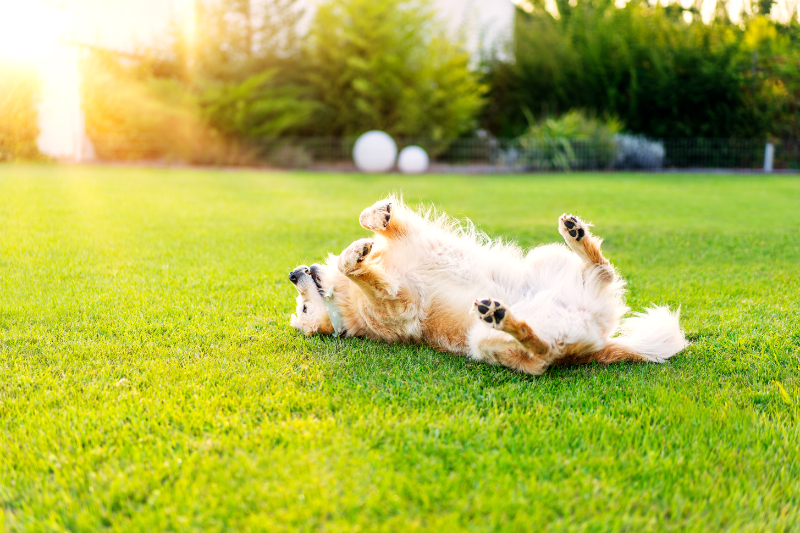 Reasons to Choose Artificial Grass